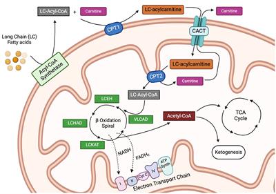 Fatty acid oxidation in immune function